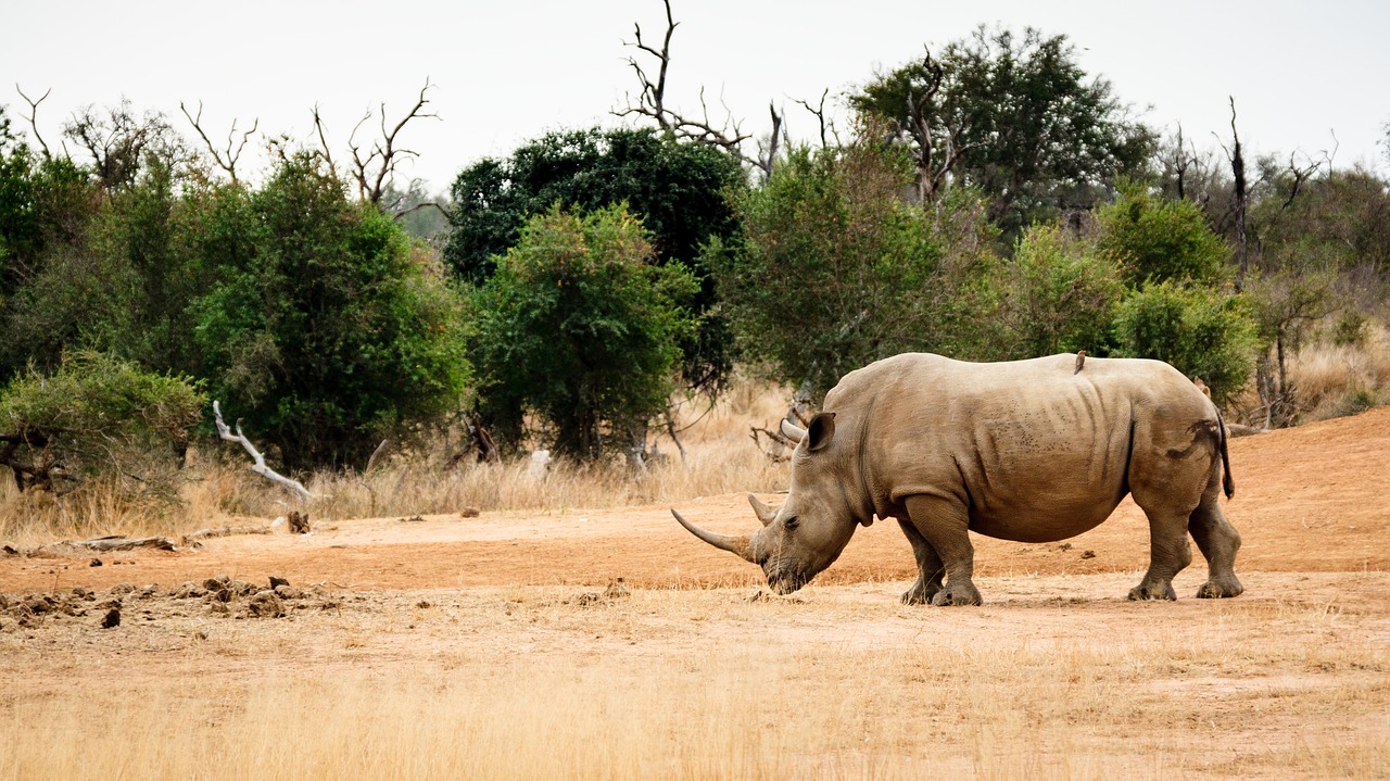 Носорог в тропическом лесу. Носорог в саванне. Животные Свазиленда. Носорог на дороге. Эсватини животные.