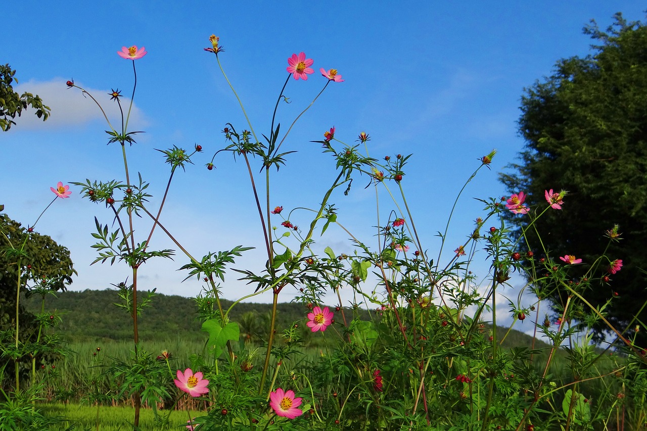 seasons-in-india-weather-and-climate