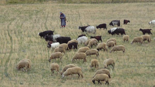 pasture animals