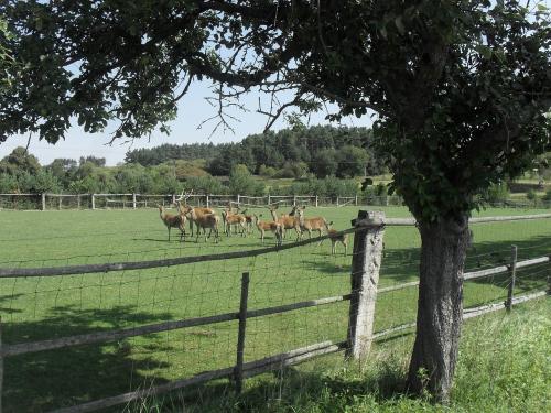 Wildlife Nursery