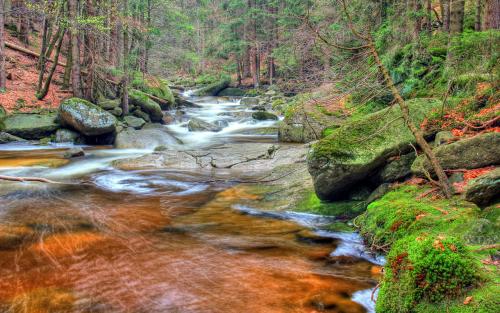 Harrachov forest