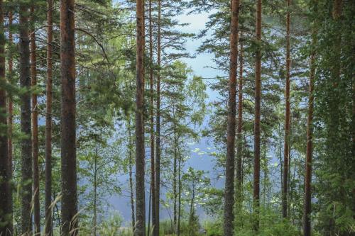 جمال الطبيعة فى فنلندا