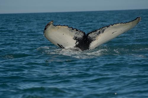 whale Iceland