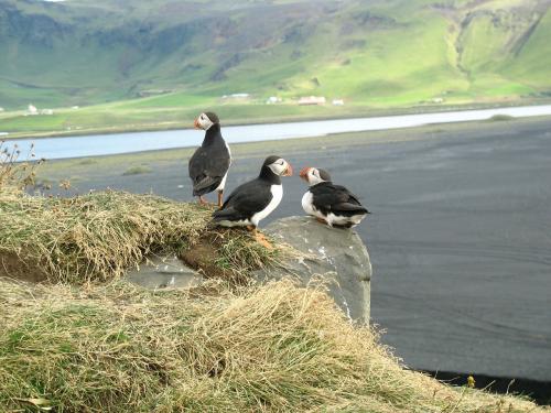 puffins