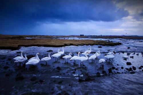 white swan Iceland