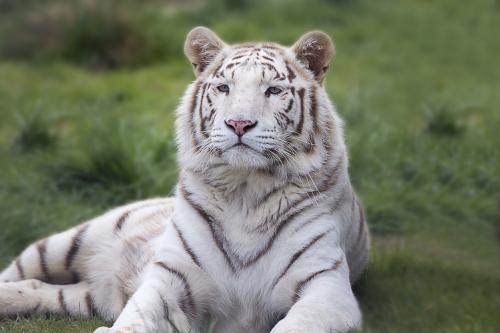 Bengal tiger