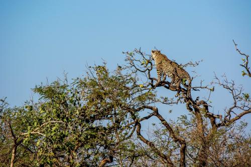 Leopard