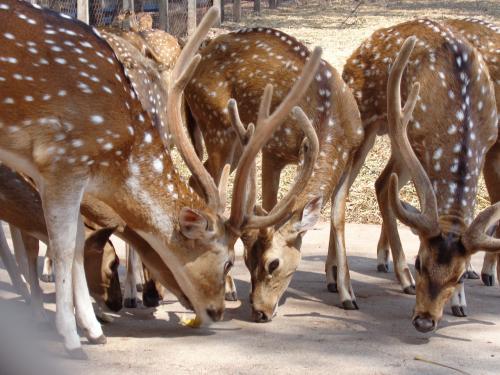 Indian deer