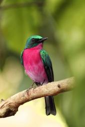 Indian bird pink