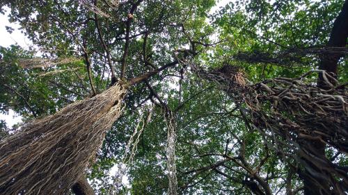 Banyan trees