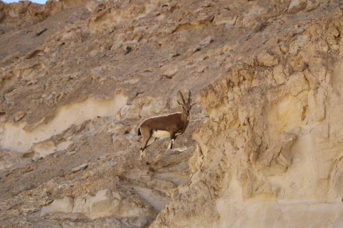 Desert antelope