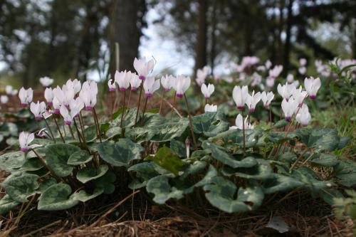 Cyclamen