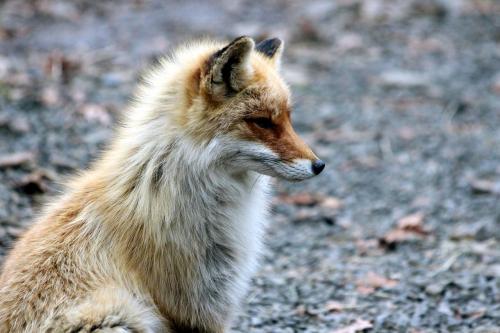 Red Fox