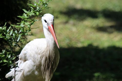 White Stork