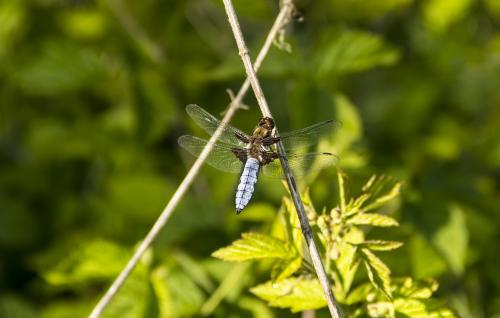 Dragonfly