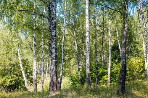 Birch Grove