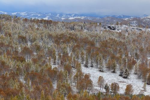 Pine forests