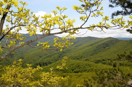 The Caucasus