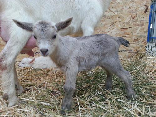 Goatling