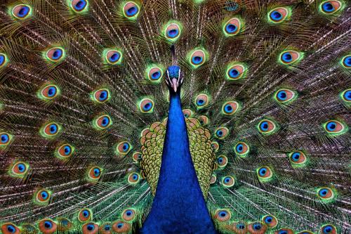 Royal Peacock