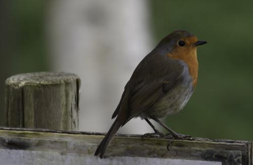 robin