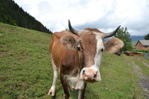 Cow, Carpathians