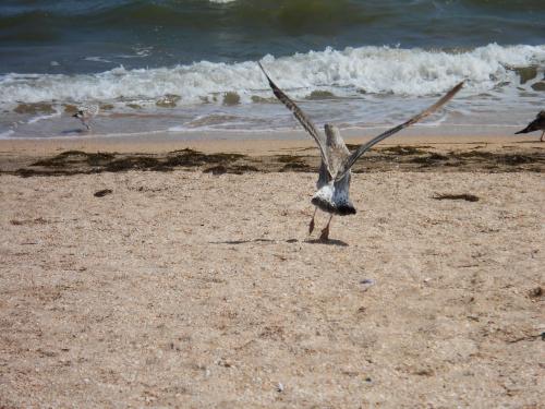 Cormorant