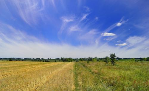 Agricultural field