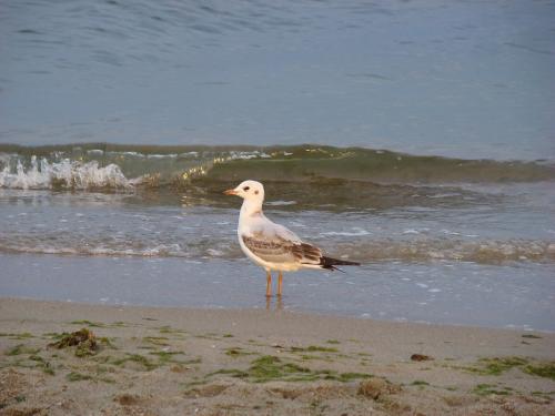 Zatoka seagull