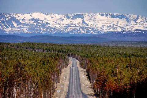 undulate Smag Mockingbird Nature of Russia: Places, Plants and Animals