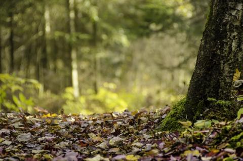 woods in autumn